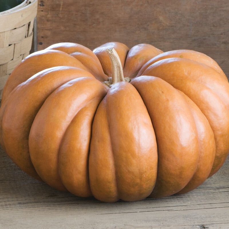 Pumpkins - Fall