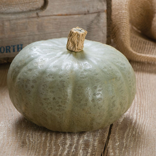 Winter Sweet - Squash