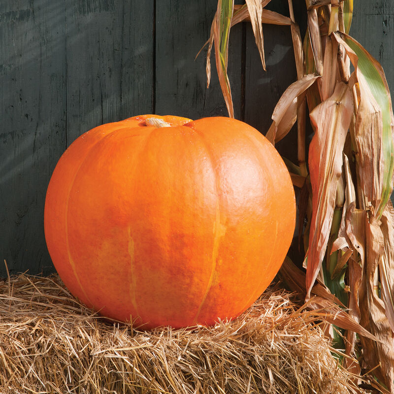 Big Moose - Pumpkin