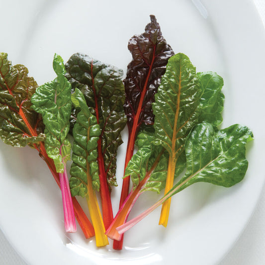 Bright Lights - Swiss Chard