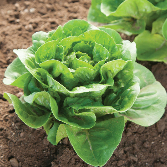 Dragoon - Organic Lettuce Seed
