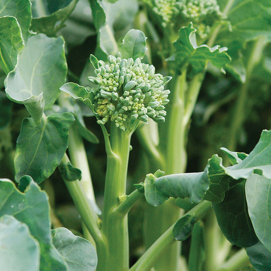 Happy Rich - Broccoli Seed