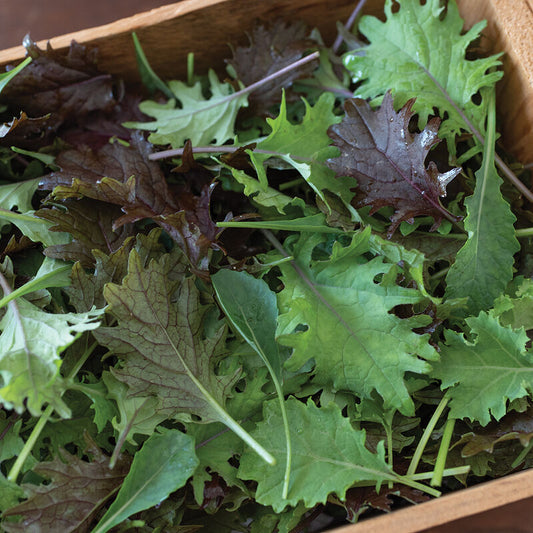 Kalebration - Kale Mix