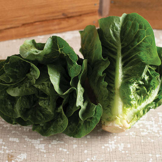 Monte Carlo - Pelleted Romain Lettuce Seed