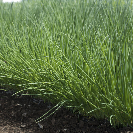 Polyvert - Chives