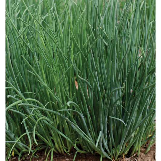Purly - Chives