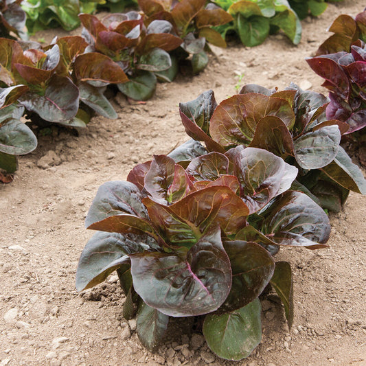 Rosaine - Lettuce Seed