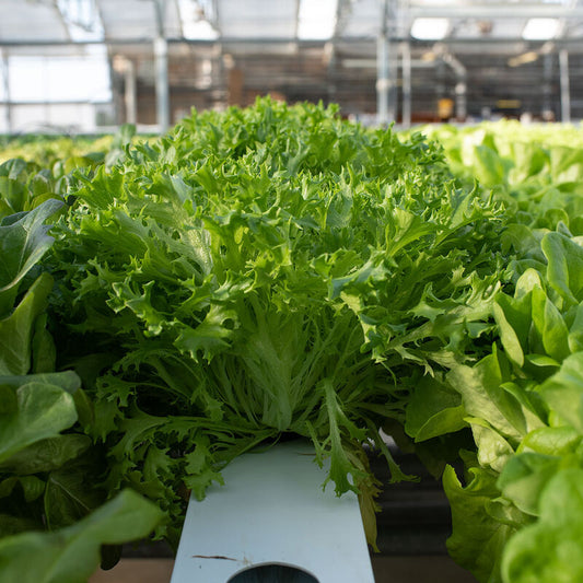 Salanova® Hydroponic Green Sweet Crisp Pelleted Lettuce Seed