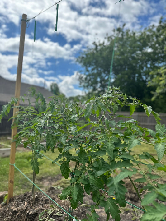 Trellis Installation